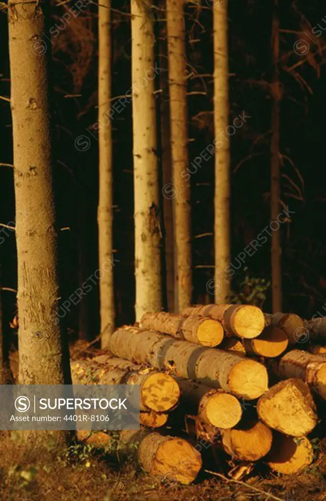 Stacks of timber in forest