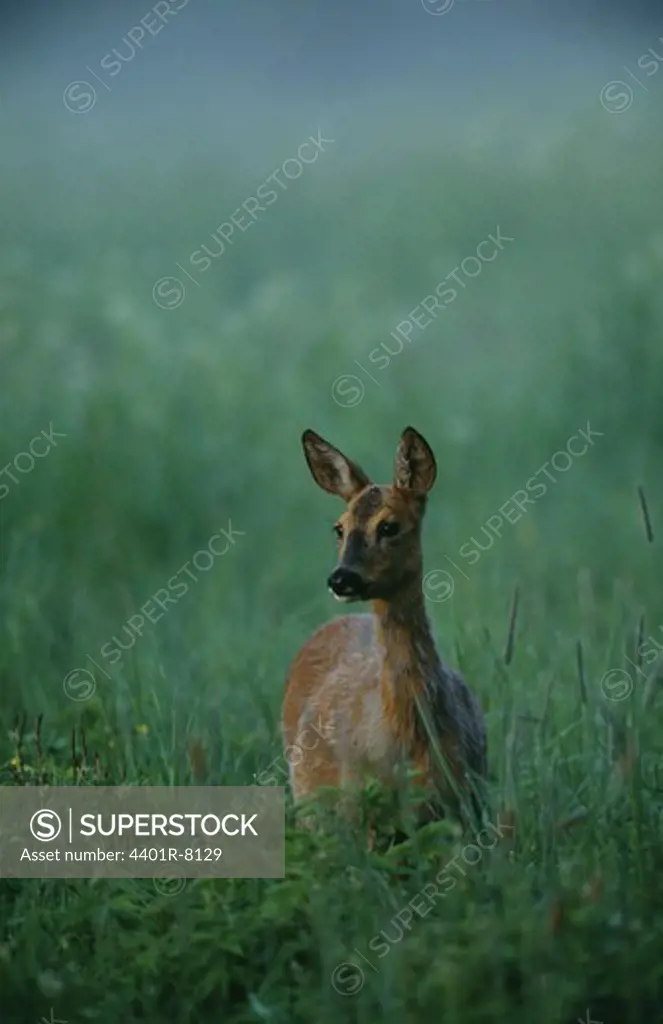Deer standing on grass at dusk