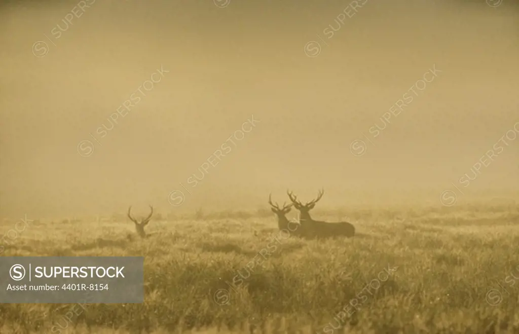 Three deers in field
