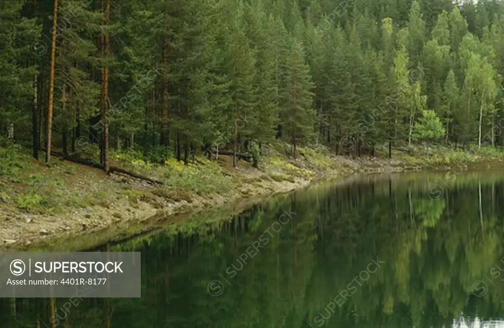 View of lake with forest