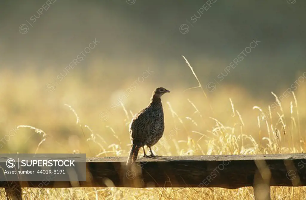 Pheasant standing on wooden railing