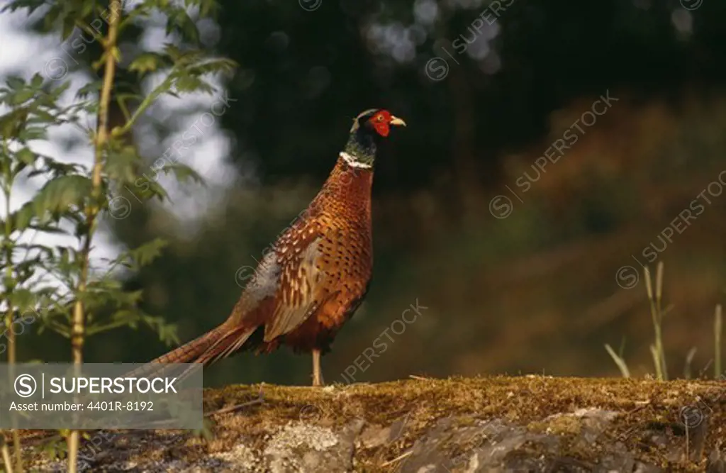 Pheasant standing on mossy rock