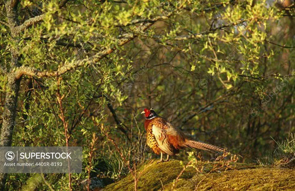 Pheasant standing in shade of tree