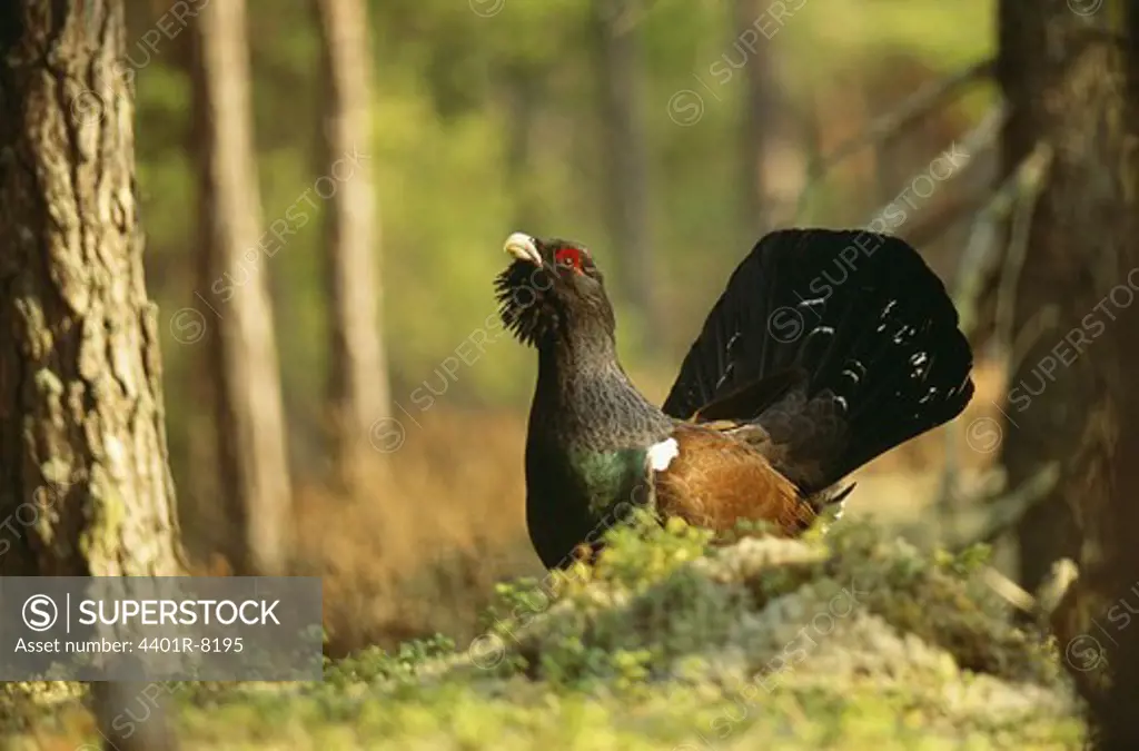 Capercaillie standing in forest