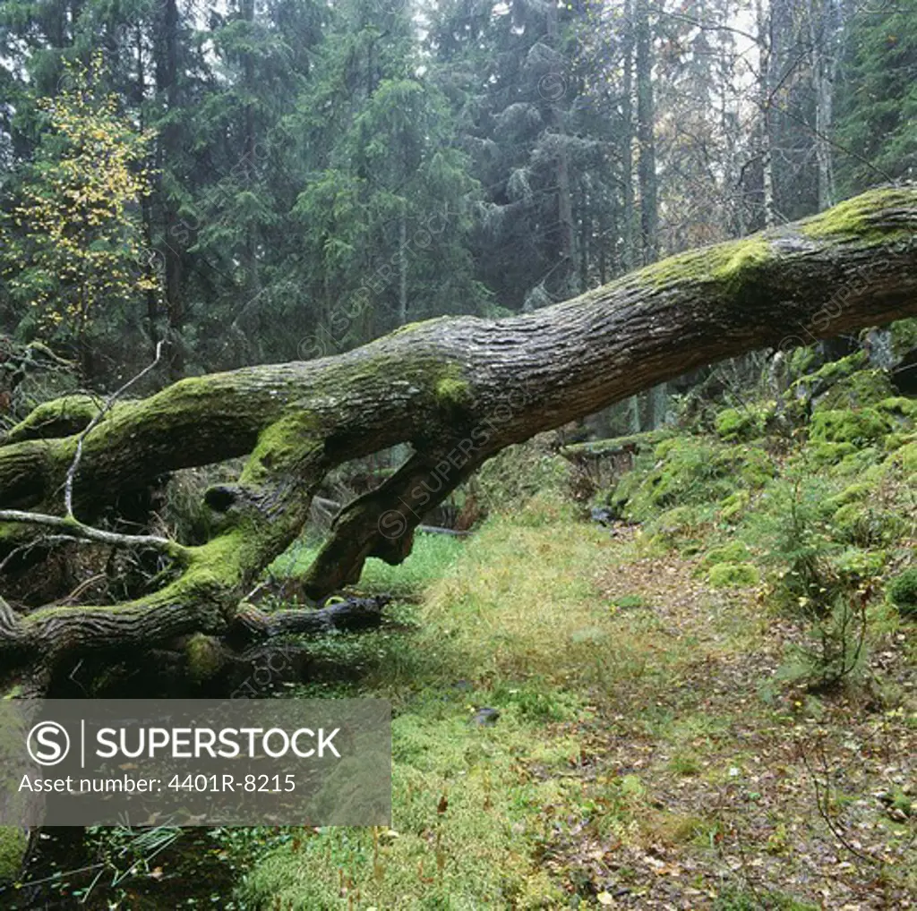 Moss grown on fallen tree