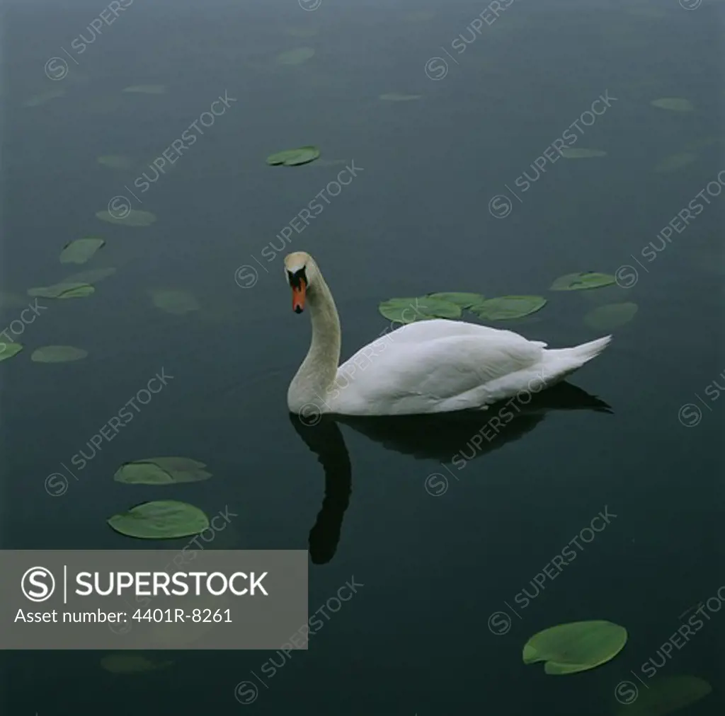 Mute swan in water, close-up