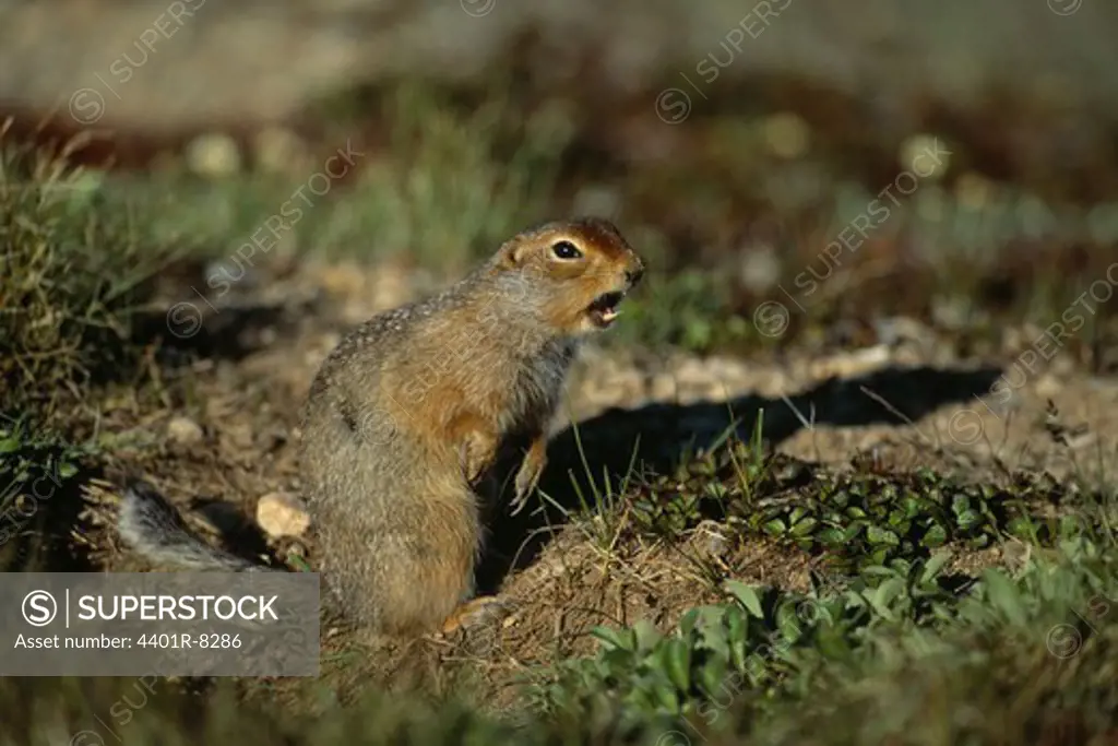 Arctic Ground Squirrel, Siberia.