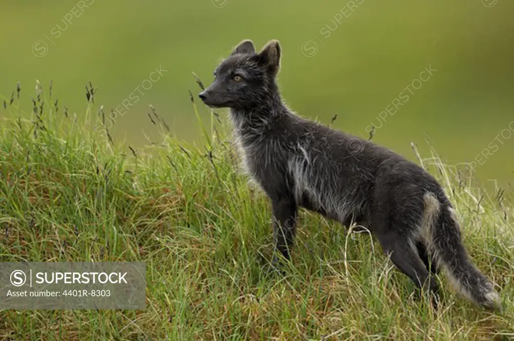 Arctic Fox, dark morph