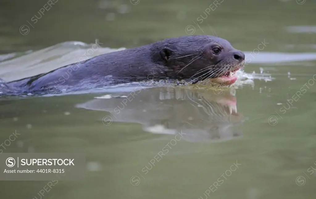 Giant Otter, Brazil.