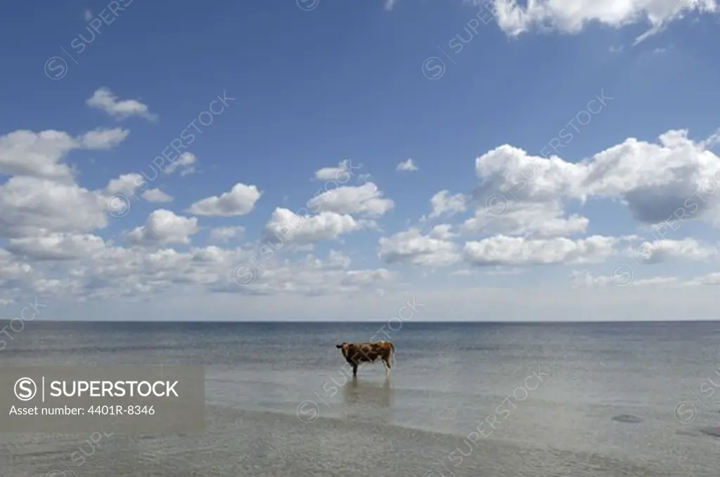 Cow in the water, Sweden.