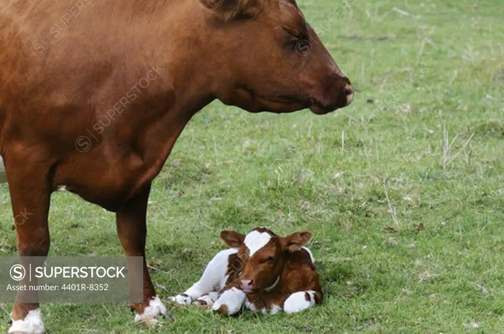 A cow with a calf.