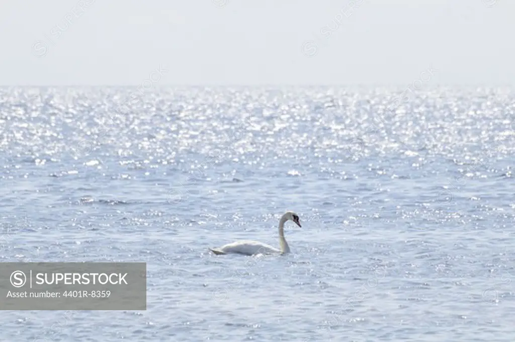 Swan in the sea, Sweden.