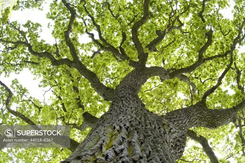 An oak-tree, Oland, Sweden.