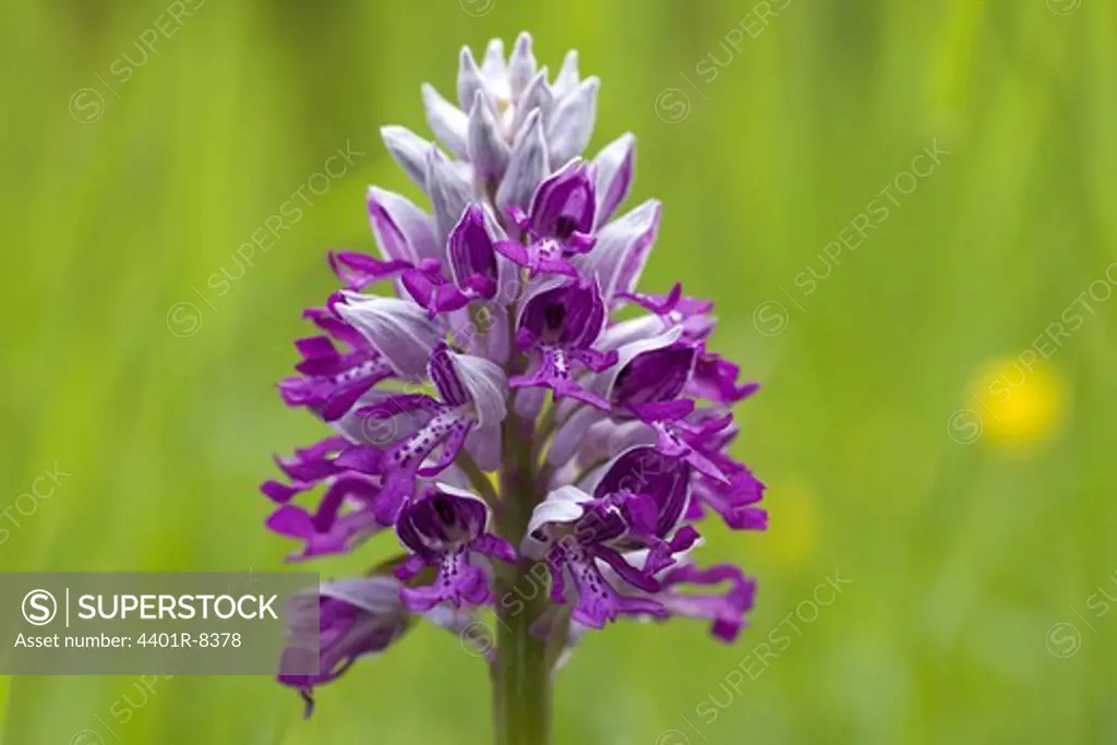 Military orchid, Oland, Sweden.