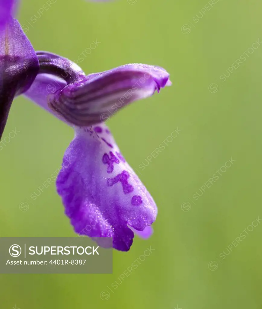Early Purple Orchid, close-up, Sweden.