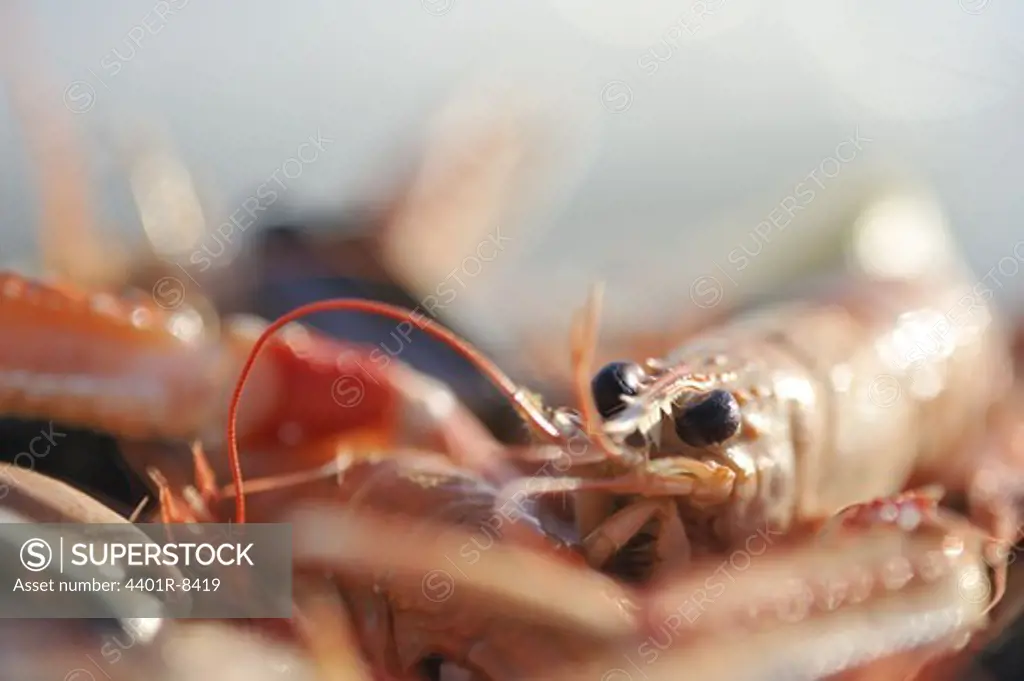 Crayfish, close-up, Sweden.