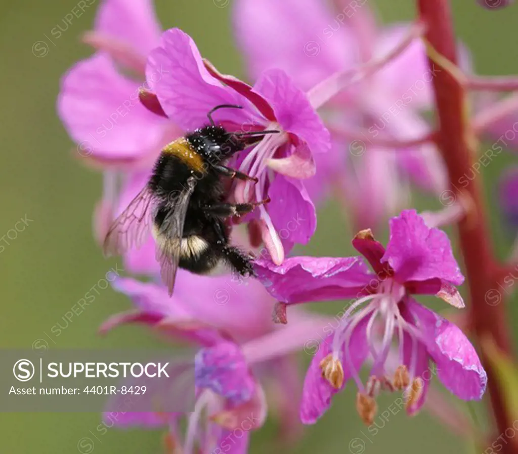 Bumble-bee on rose bay willow herb, close-up, Sweden.