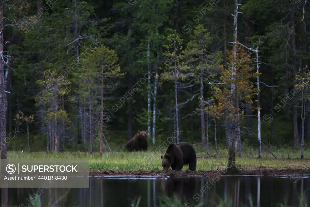 Two brown bears, Finland.