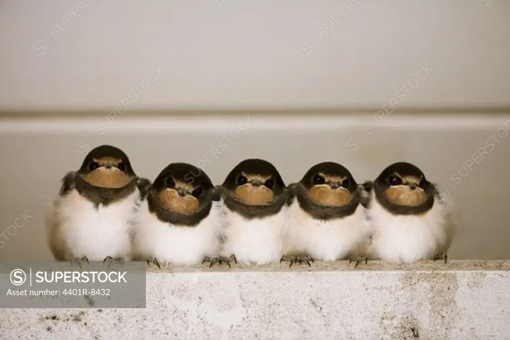 Young swallows, Finland.