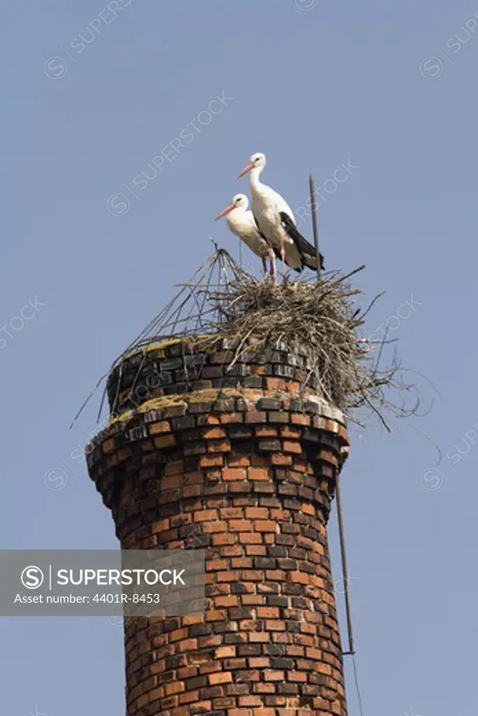 White storks and their nest, Estonia.