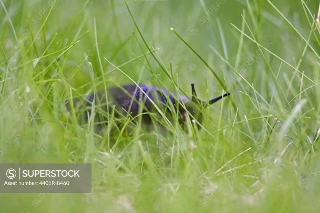 A black slug, close-up, Sweden.