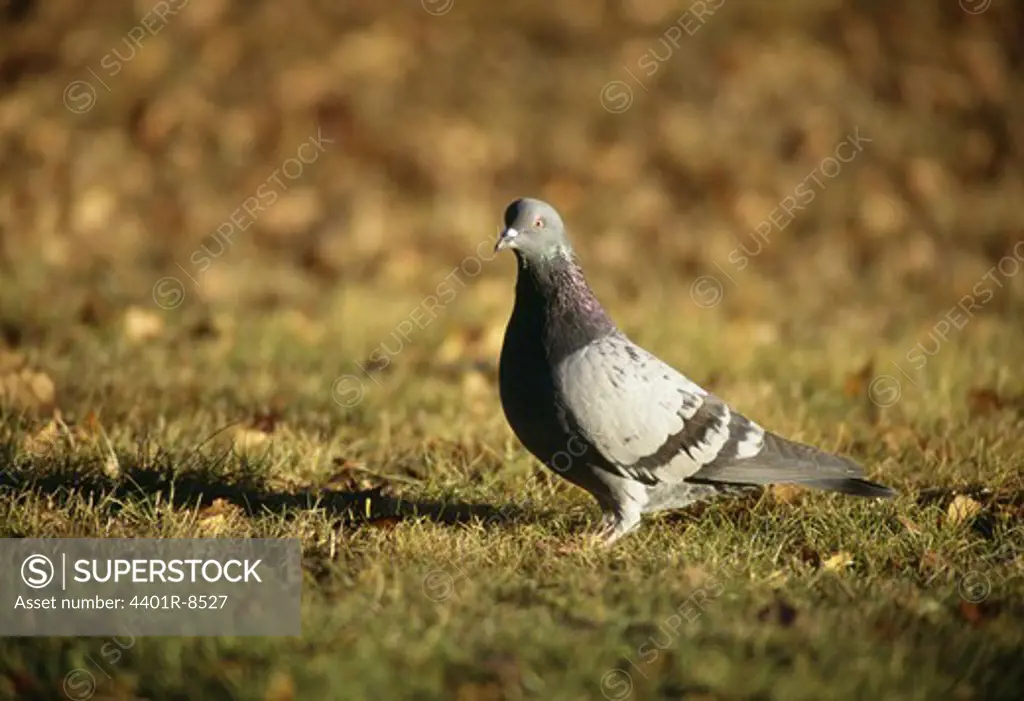 Pigeon on grass, close-up