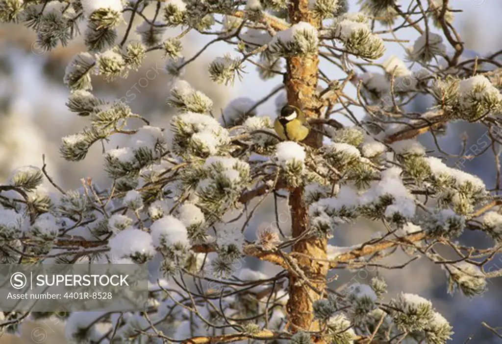 Titmouse perching on snow covered tree