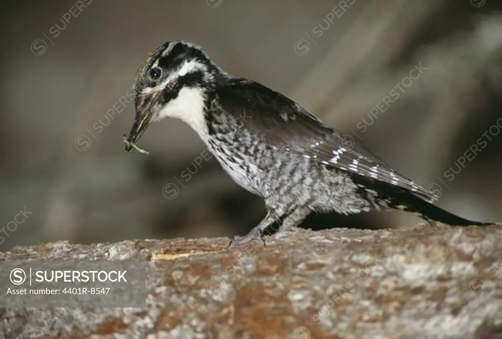 Woodpecker on branch, close-up