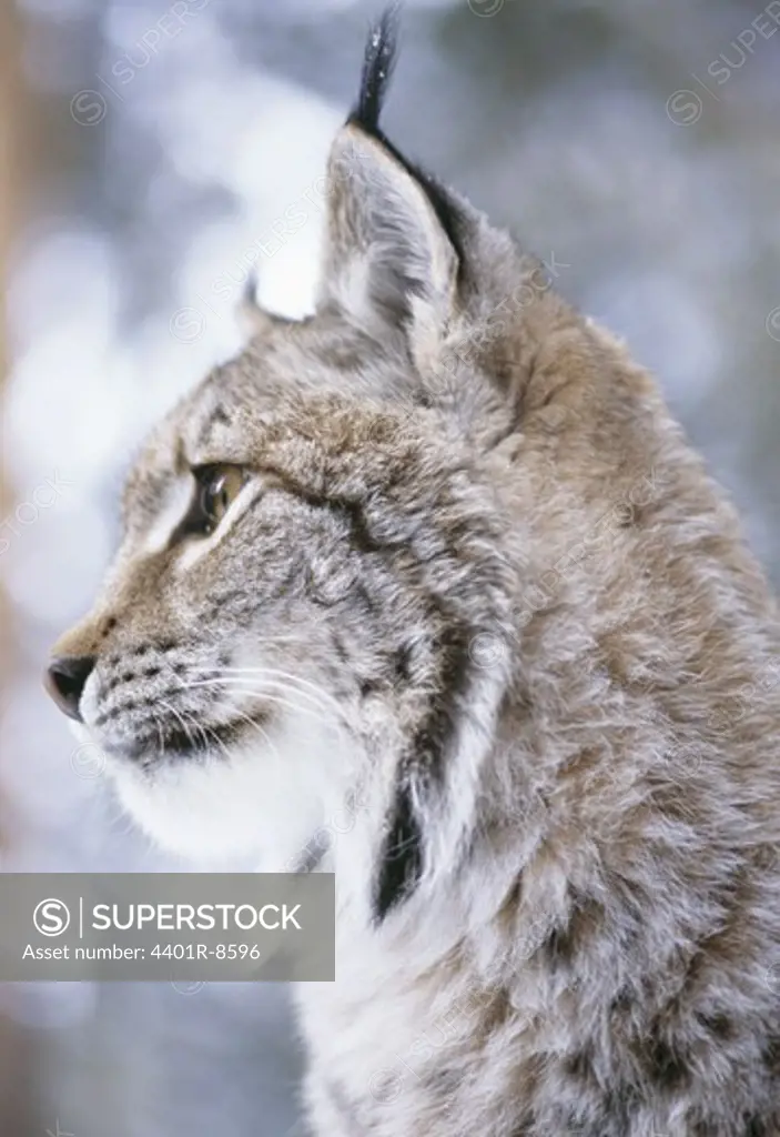 Lynx looking away, close-up