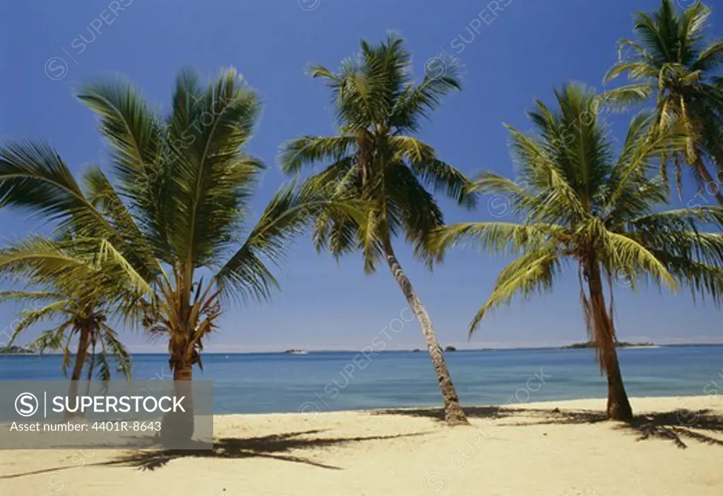 Palm trees, Madagascar.