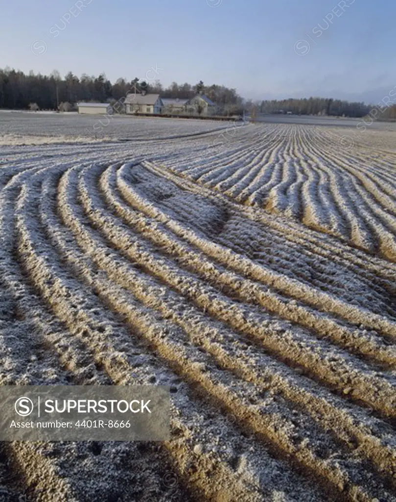 A frozen field, Sweden.