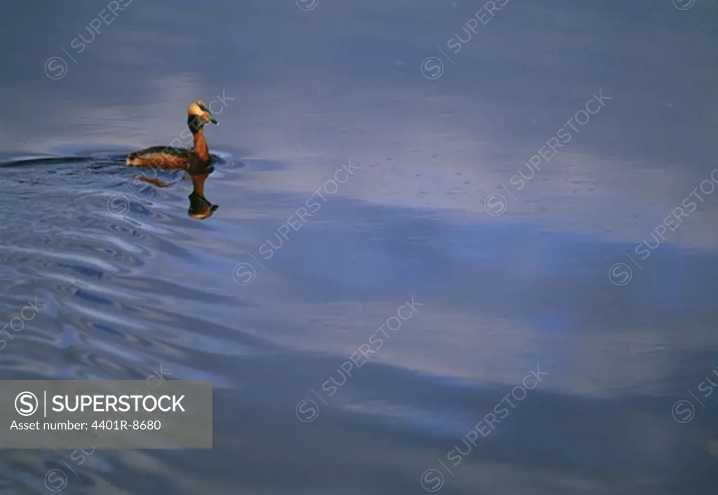 A slavonian grebe swimming, Sweden.