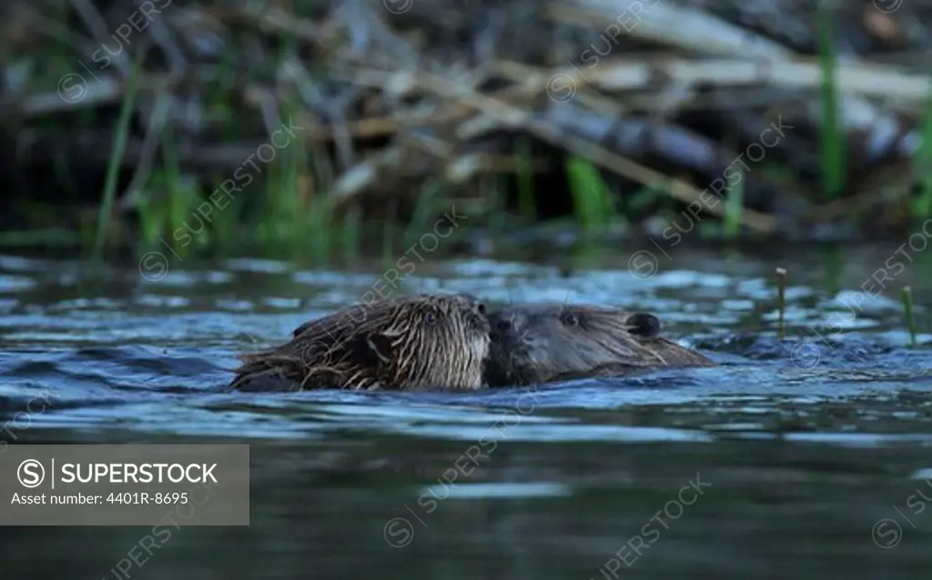 Two beavers exchanging greetings, Sweden.