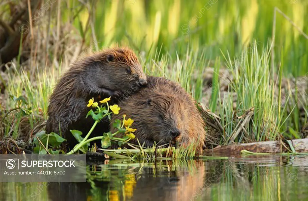 A beaver and yearling, Sweden.