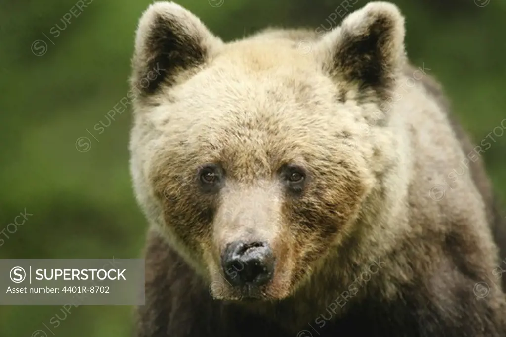 A brown bear, close-up, Finland.