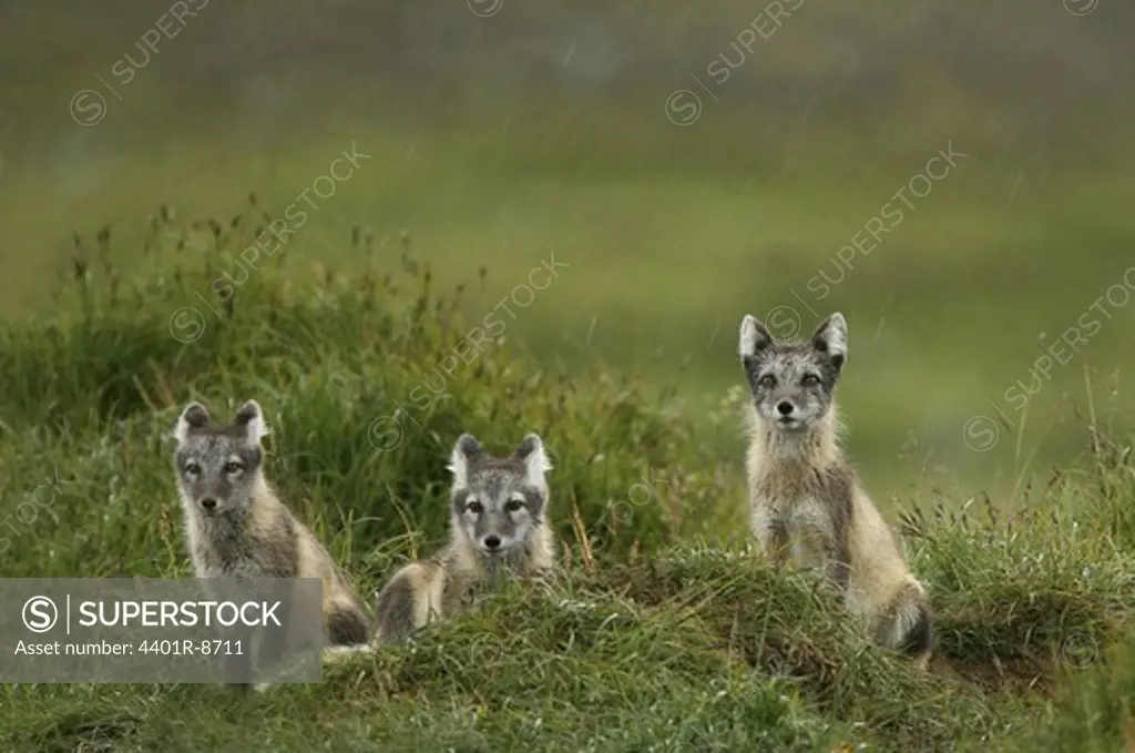 Three arctic foxes, Jamtland, Sweden.