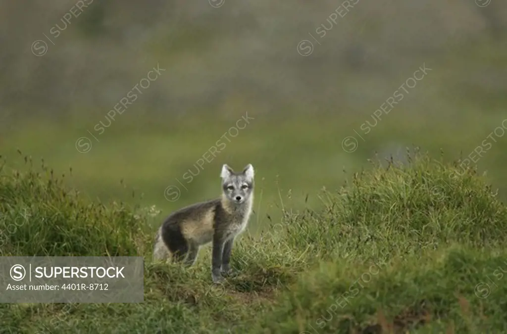 Arctic fox, Jamtland, Sweden.