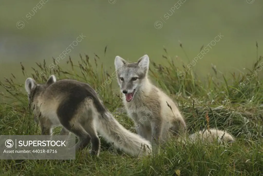 Two arctic foxes, Jamtland, Sweden.