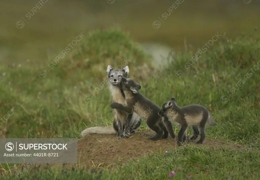Arctic foxes, Jamtland, Sweden.