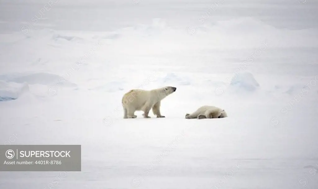 Two polar bears, Spitsbergen, Svalbard, Norway.