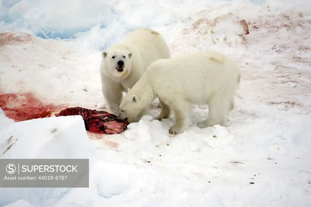 Two polar bears eating a seal, Spitsbergen, Svalbard, Norway.