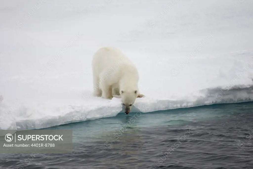 A polar bear drinking water, Spitsbergen, Svalbard, Norway.