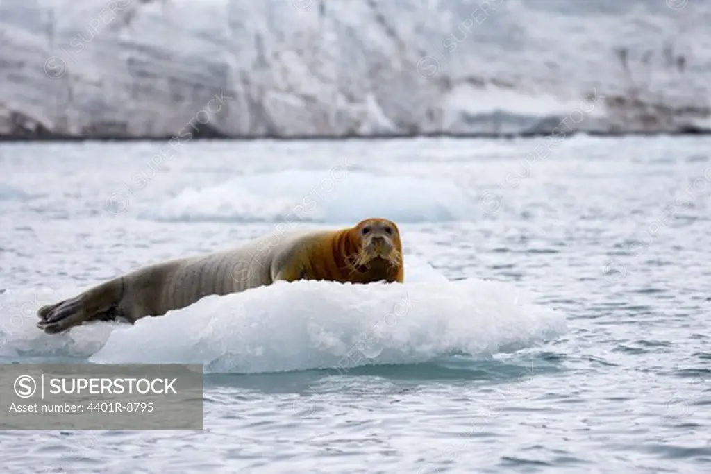 Bearded Seal, Spitsbergen, Svalbard, Norway.