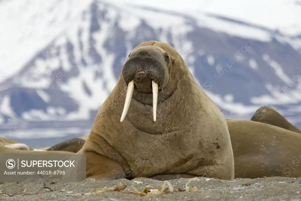 A walrus, Spitsbergen, Svalbard, Norway.