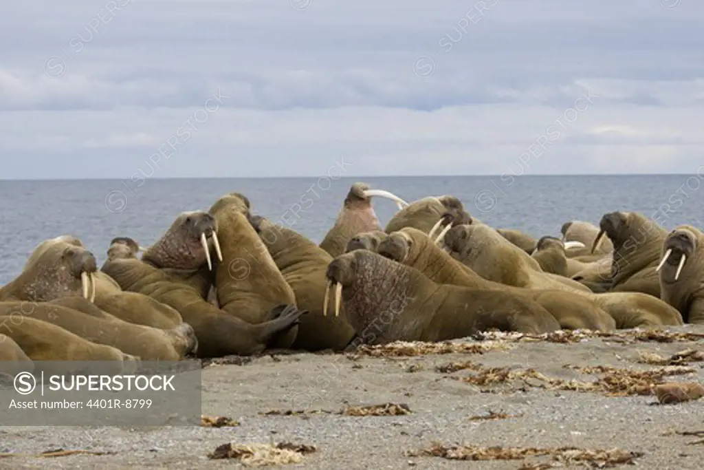 Walrusses, Spitsbergen, Svalbard, Norway.