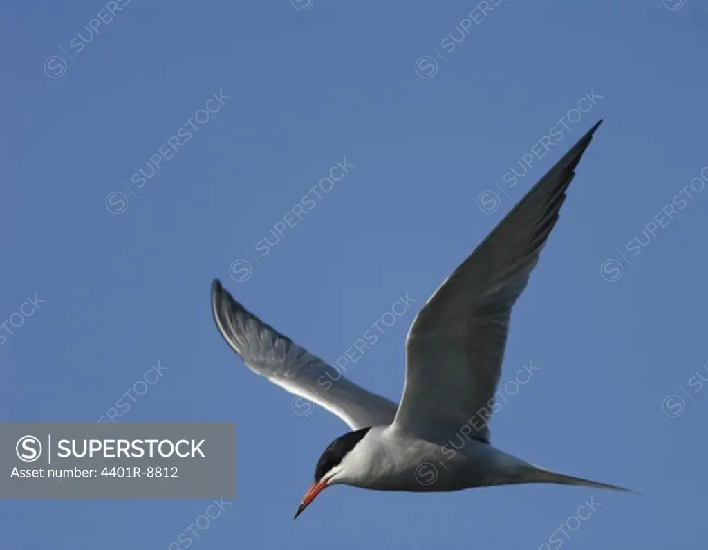 Common tern against a blue sky, Sweden.