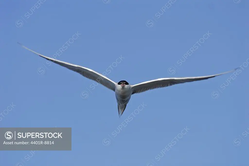 A common tern against a blue sky, Sweden.