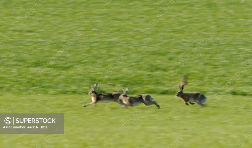 Hares running over a field, Sweden.