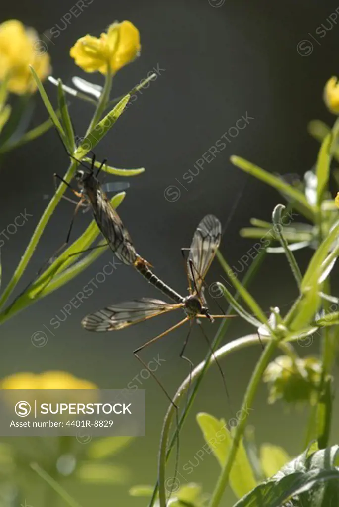 Daddy longlegs mating by yellow flowers, Sweden.