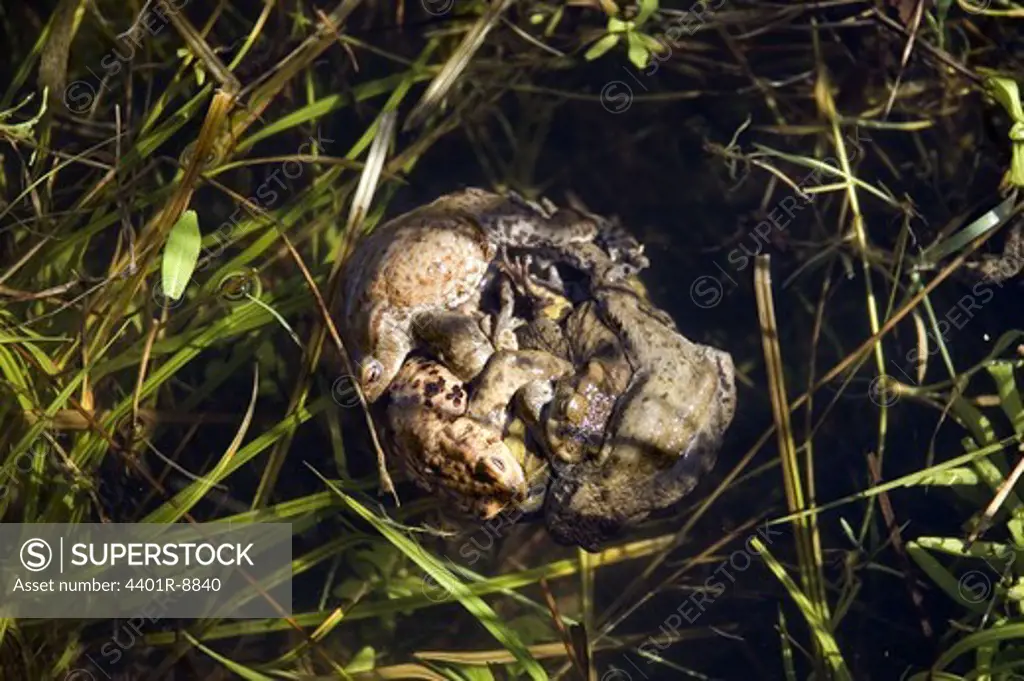 Toads playing, Sweden.